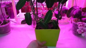 Стефанотис. Как добиться домашнего цветения ?! Правила ухода!