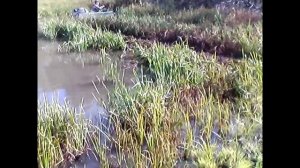 Пелец мини вездеход отзывы владельца 4 Тест драйв пробег 36 км