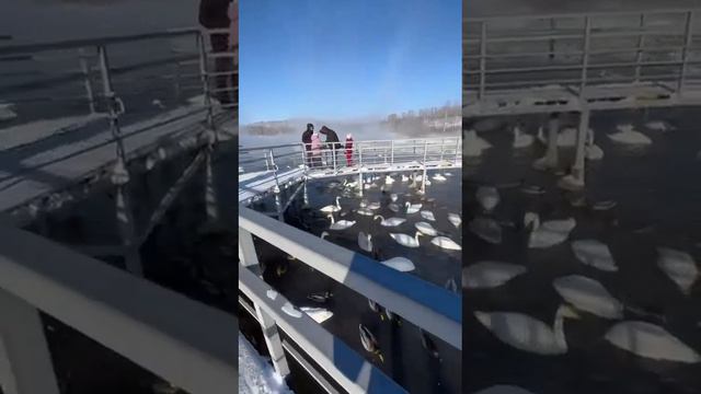 Дикие лебеди прилетели на теплое озеро в Алтай на зимовку. смотреть онлайн