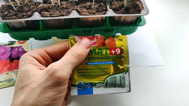 Выросшие ростки Бальзамина Том Тамб, Гемат +9