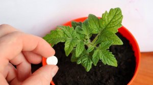 Чтобы рассада хорошо росла и не тянулась кипячу такие таблетки и даю растениям в апреле.