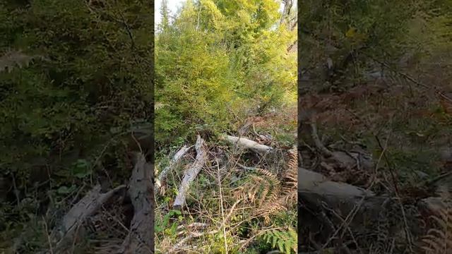 Сосны Пицунды смотреть онлайн