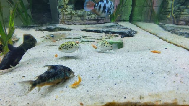 Tetradon Nigroviridis / зелёные тетрадоны
полдник