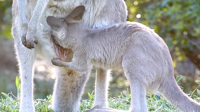 Australian Wildlife: Kangaroo Joey Feeding смотреть онлайн