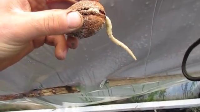 Как высевать орех. ПОЧЕМУ НУЖНО СТАВИТЬ НА РЕБРО. Орех из плода. смотреть онлайн