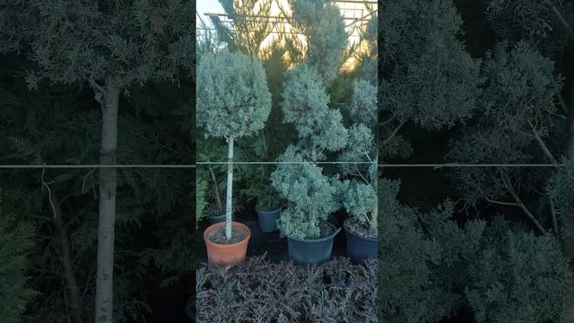 арезонский кипарис.быстро растущий. смотреть онлайн