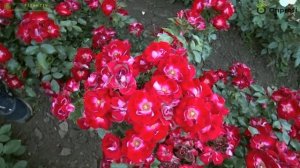 Цветение розы Патрик Пуавр д'Арвор (Никитская).