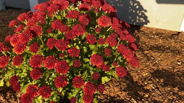 Офис-Кострище-Мафия-Квадрат. В гостях у друзей. #влог #америка