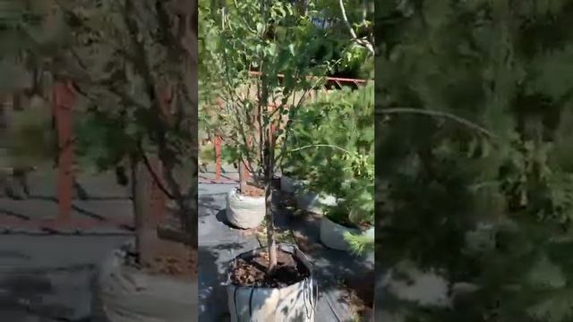 ?Груша Мраморная смотреть онлайн