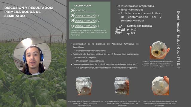 Echeveria gibbiflora ruffles смотреть онлайн