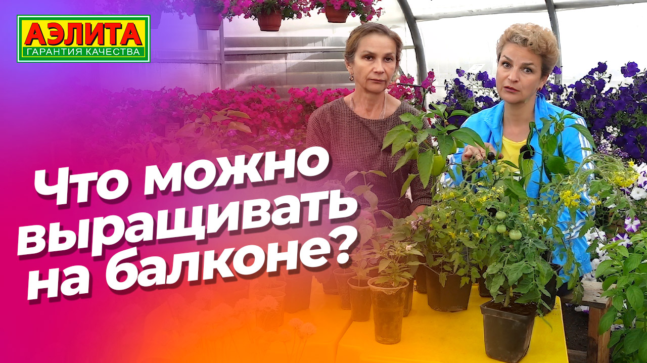 Это можно выращивать на балконе! Новинки семян базилика. смотреть онлайн