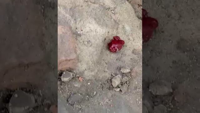 начало топ ну я знаю что этот акаунт заблокают ну лално смотреть онлайн