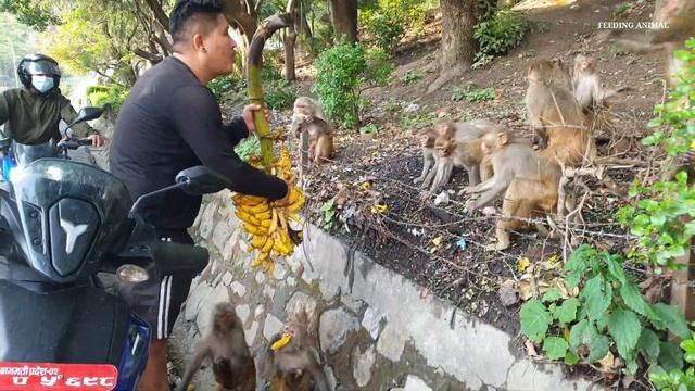 feeding hungry monkeys and dogs смотреть онлайн