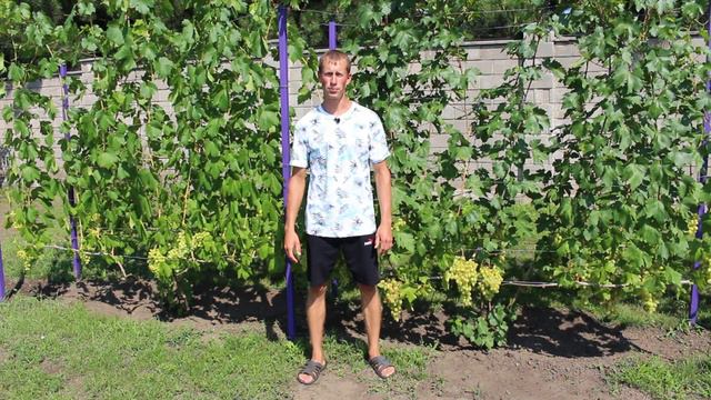 Чим обробити виноград що з врожаєм у серпні та у вересні? смотреть онлайн