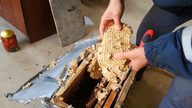 Поймал шершней вместо пчёл.. смотреть онлайн
