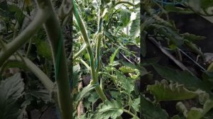 Обзор томата Чёрное сердце Бреда на 19 июня. Новинка 2023.