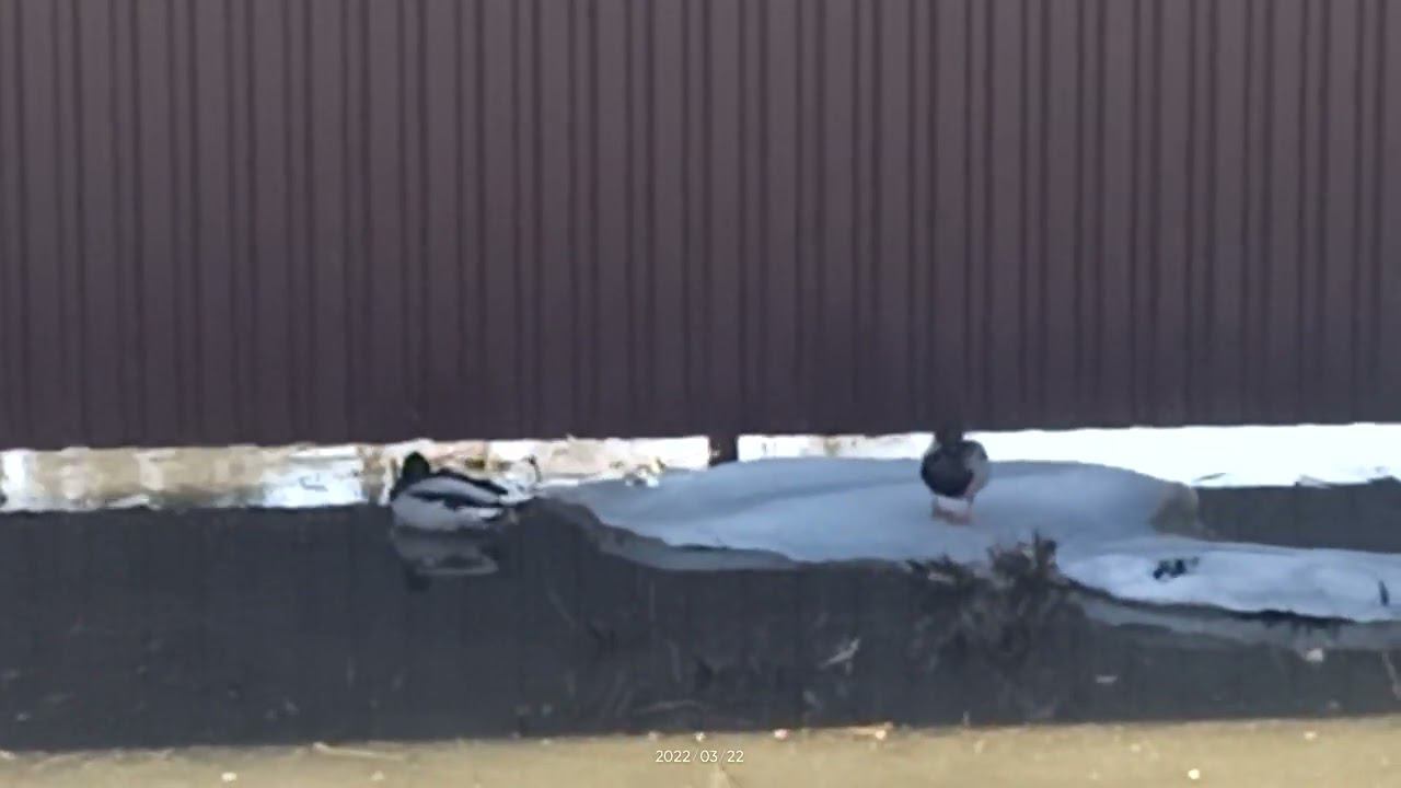 Три уточки. следующая часть смотреть онлайн