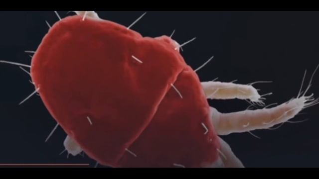 Английский бульдог! Стоимость содержания бульдога в год! смотреть онлайн