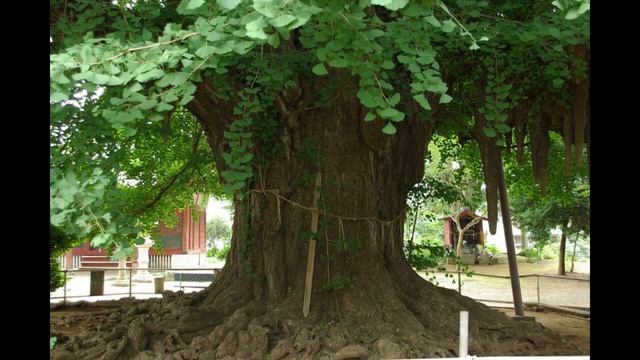 Эко-эстафета Дерево Гинкго билоба смотреть онлайн