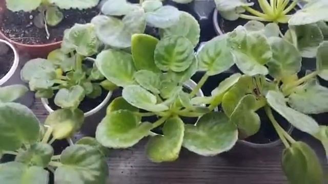 Фиалки Выращивание фиалок семенным способом Секрет обильного цветения Часть 50 смотреть онлайн