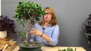 Обрезка взрослой крассулы (ч.5).