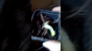 питомник Ягодное подворье получили посылку смотрите все!!! чтобы не сделать ошибки как я