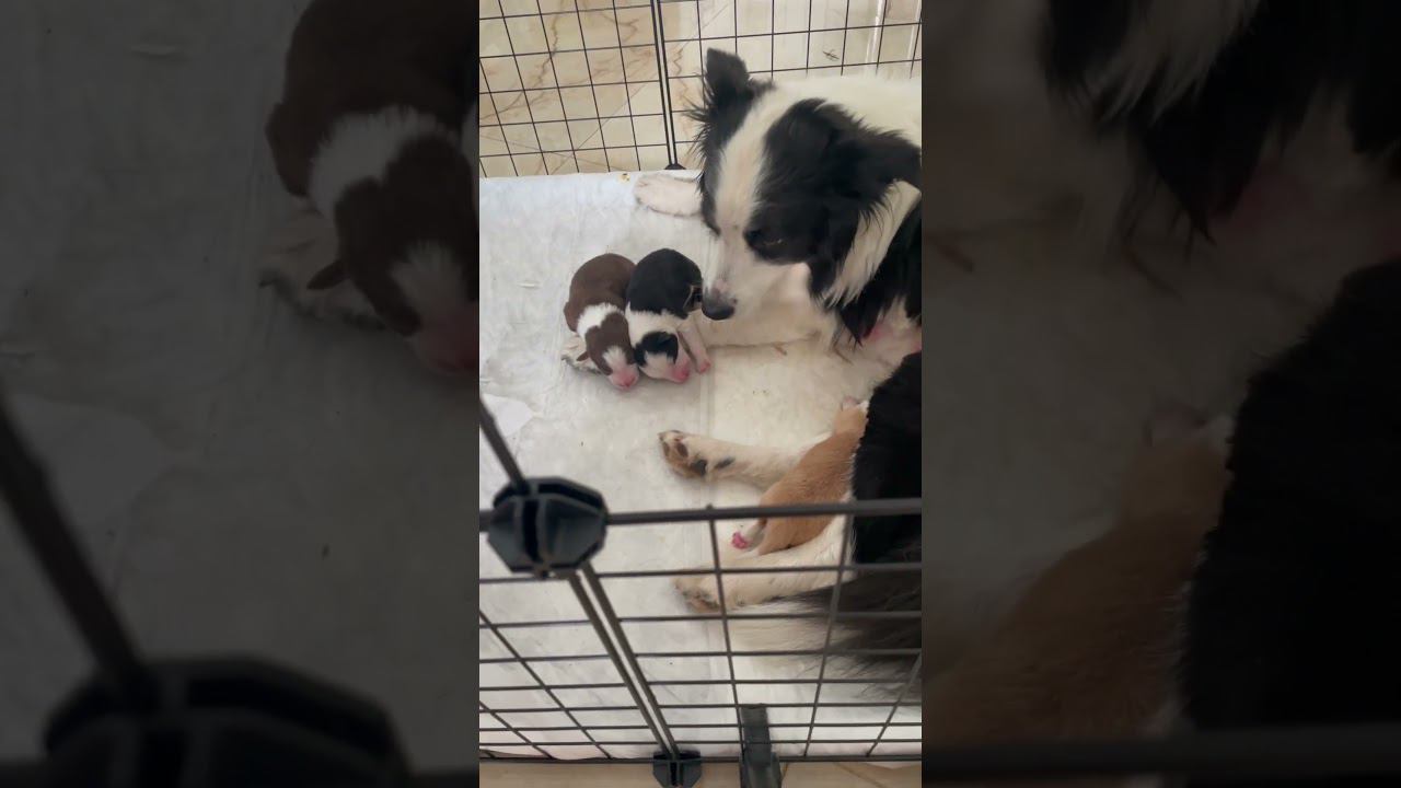 Спят на руке)