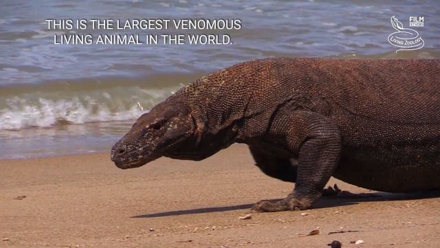 Venomous lizards, Gila monster feeds on eggs, Komodo dragons feed on deer and buffalo, wild reptile смотреть онлайн