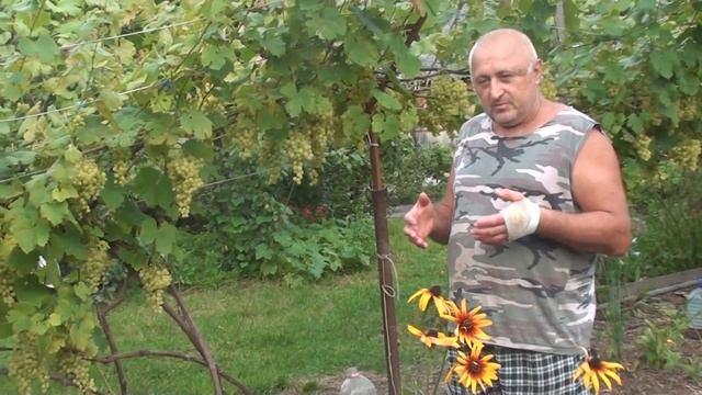 Салюк Николай Леонидович. Выращивание винограда в пос. Рощино, Приморского края. 18 августа 2018г. смотреть онлайн