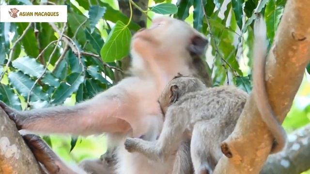The monkey is in a very funny weaning period, trying to stick tongue out to lick the mother's milk смотреть онлайн
