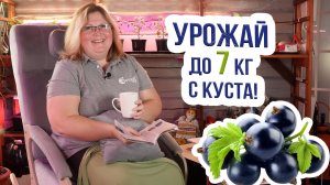 Лучшие сорта смородины для Сибири. Выбираем самые урожайные сорта смородины