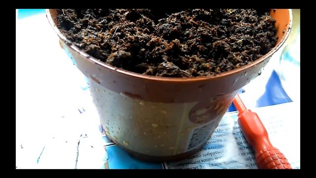 Посадка розмарина в горшок смотреть онлайн