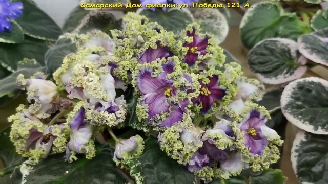 ВЫСТАВКА ФИАЛОК,8-13 сентября,Самарский дом фиалки,ул.Победы,121 А. смотреть онлайн