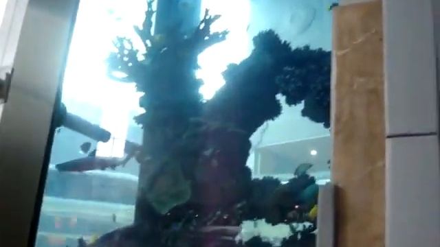 Аквариум Торгово-развлекательный центр MEGA Каунас смотреть онлайн