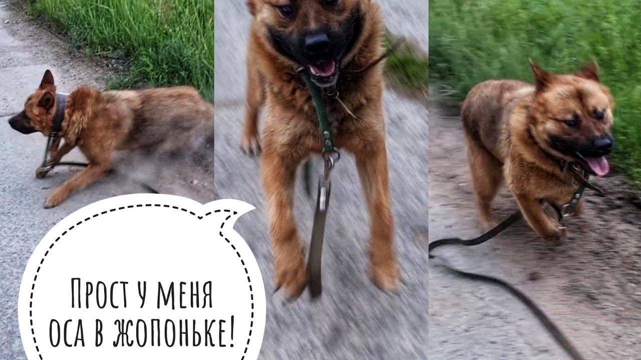 Куда оса укусила Пса Кубика? Судя по поведению, - в жопоньку