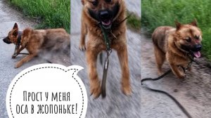 Куда оса укусила Пса Кубика? Судя по поведению, - в жопоньку