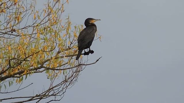 Nikon Coolpix P530 Zoom to Cormorant while Fishing смотреть онлайн