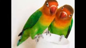 Топ 5 самых популярных пород попугаев