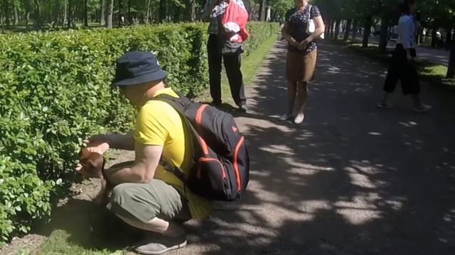 Peterhof. Фонтаны Петергофа и белки. смотреть онлайн
