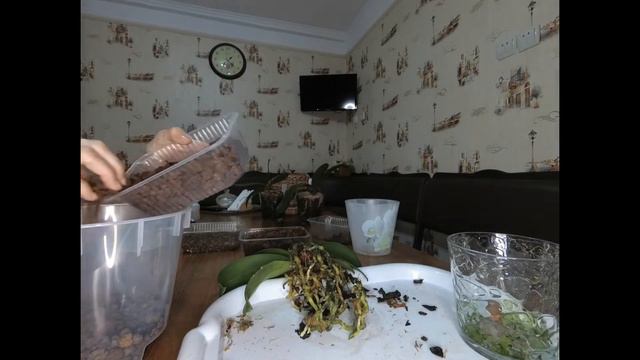 Орхидеи! Корни с нуля! Супер способ для быстрого роста корней. Результат перед Вами! смотреть онлайн