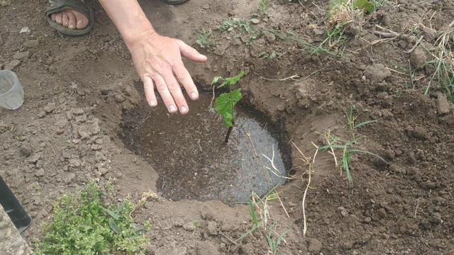 Правильная посадка черенка, после укоренения смотреть онлайн