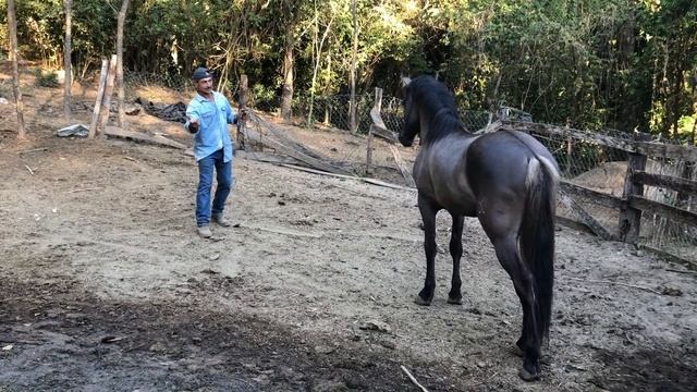 Wild Kiger Mustang Handling  Ep.3