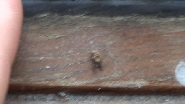 Sony DSC-HX50 Nahaufnahme / Close Up Test смотреть онлайн