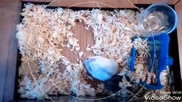 СуПеР ХоМяКи смотреть онлайн