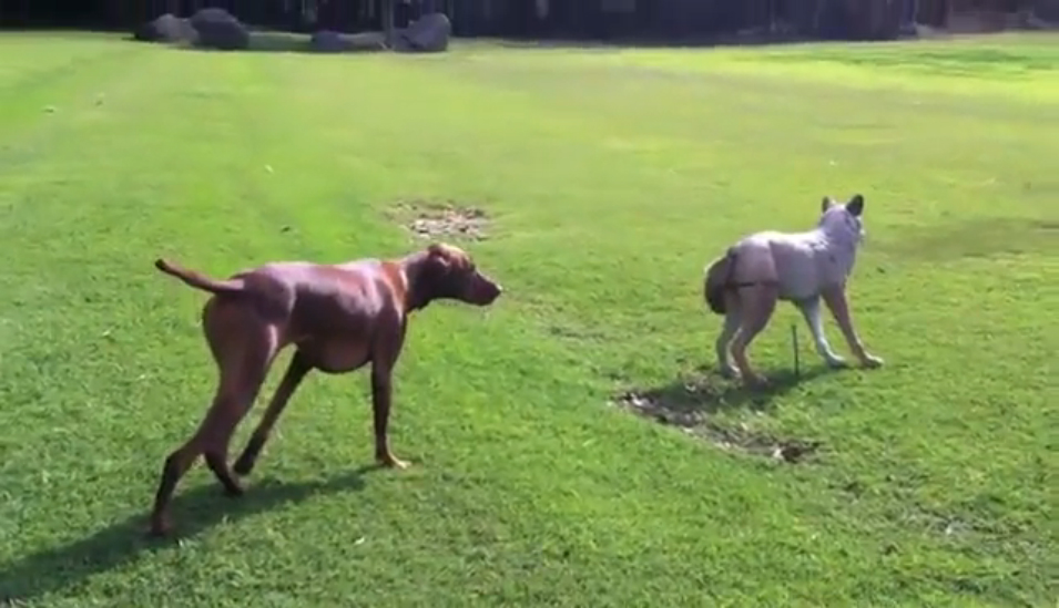 Собака и волк смотреть онлайн