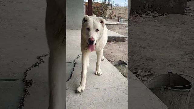 Алабай (САО) #music #song #vinyl #lyrics #love #doglover #alabai #sara #дрессировка #puppy смотреть онлайн