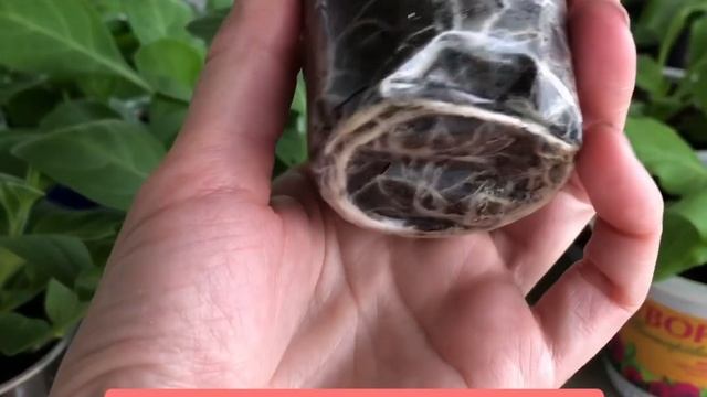 Как вырастить роскошные петунии?! Где дёшево купить лучшие семена??? смотреть онлайн