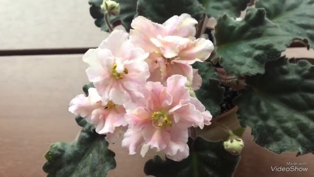 Цветущие фиалки в январе 2019 смотреть онлайн