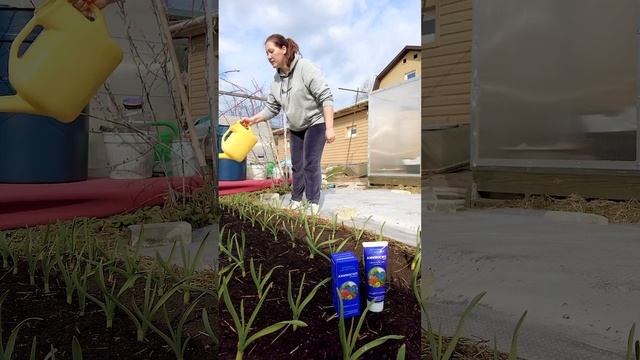 ПОДКОРМКА ОЗИМОГО ЧЕСНОКА В МАЕ #shorts смотреть онлайн