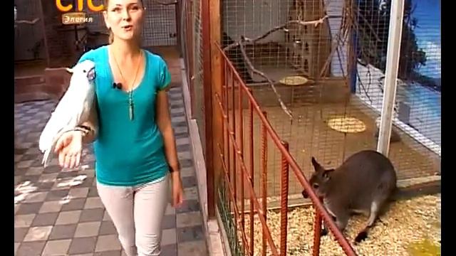 Поиск решения от 5 июня Мир животных смотреть онлайн